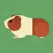 Guinea Pig