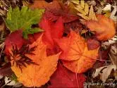 Fall Jigsaw Puzzles
